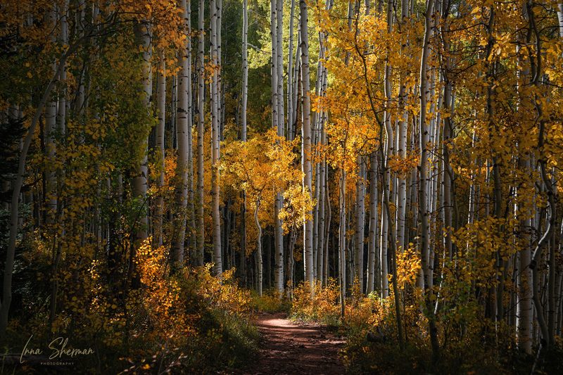 A red-dirt trail through a forest of white aspen trunks and golden leaves