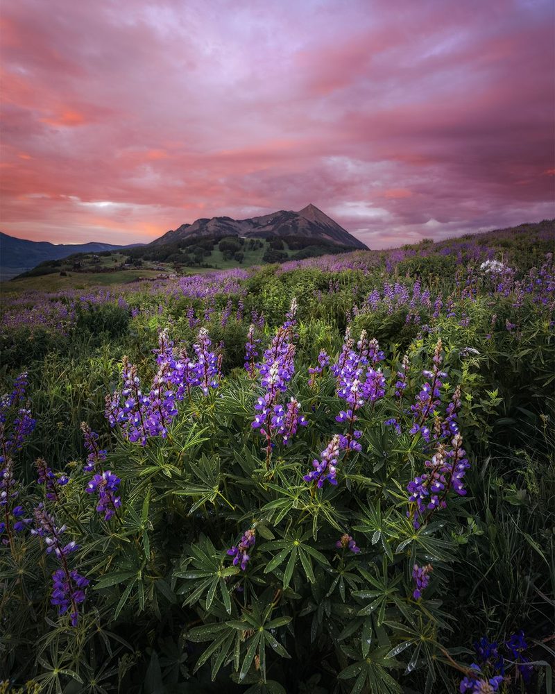 Lupine in the foreground under a pink sky, with a pyramid-shaped peak behind