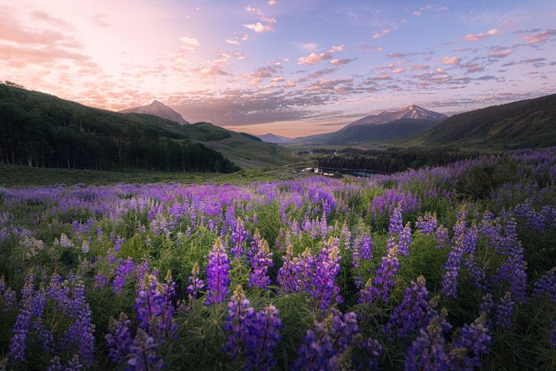 A field of purple lupine above a mountain valley at sunrise