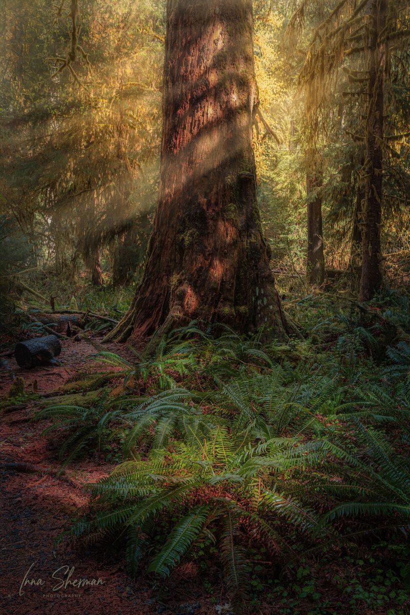 Sunbeams falling through moss-draped trees onto a giant trunk and a carpet of ferns