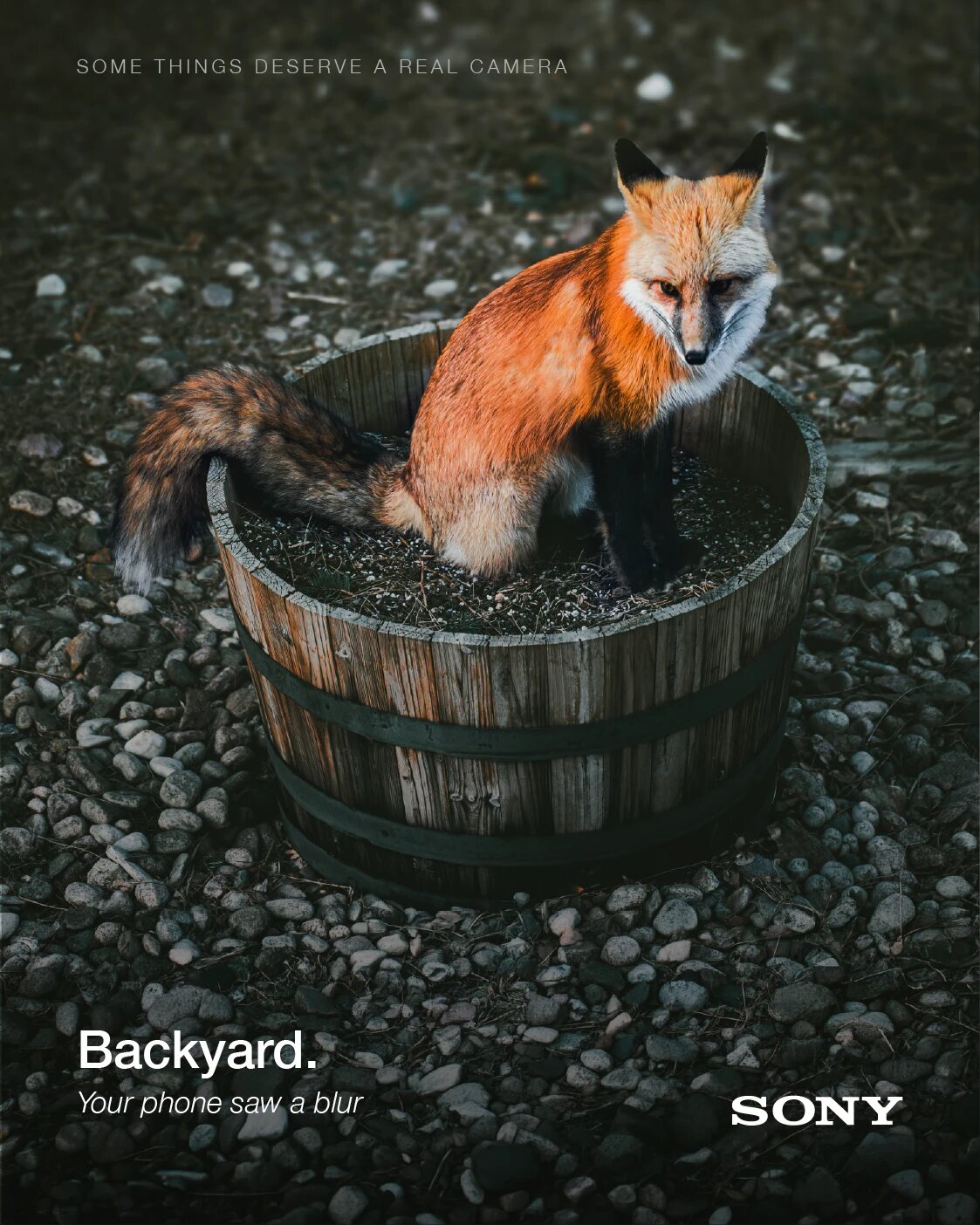 Sony 'Backyard.' poster: a fox sitting in a wooden barrel.