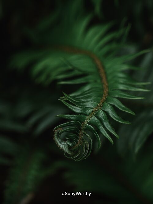 Social post: a fern frond uncurling in deep green, with only the hashtag #SonyWorthy at the bottom