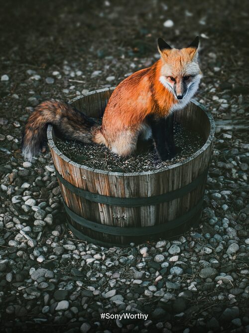 Social post: a red fox sitting in a wooden barrel on gravel, with only the hashtag #SonyWorthy at the bottom