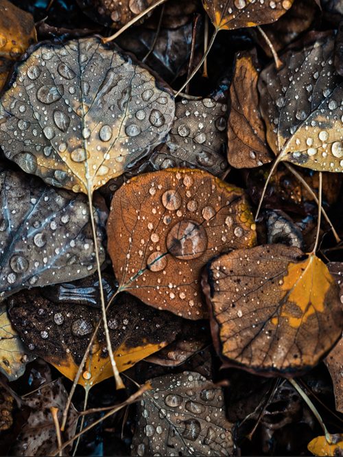 Community post: Wet aspen leaves after rain, close up, with water drops beading on each leaf