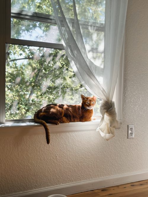 Community post: A ginger cat lying on a sunny windowsill beside a knotted sheer curtain