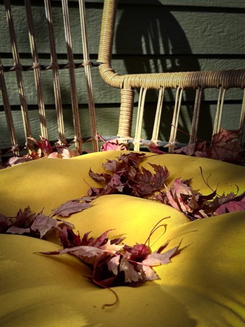 Community post: Red maple leaves scattered on a yellow cushion on a wicker porch chair, in late sun