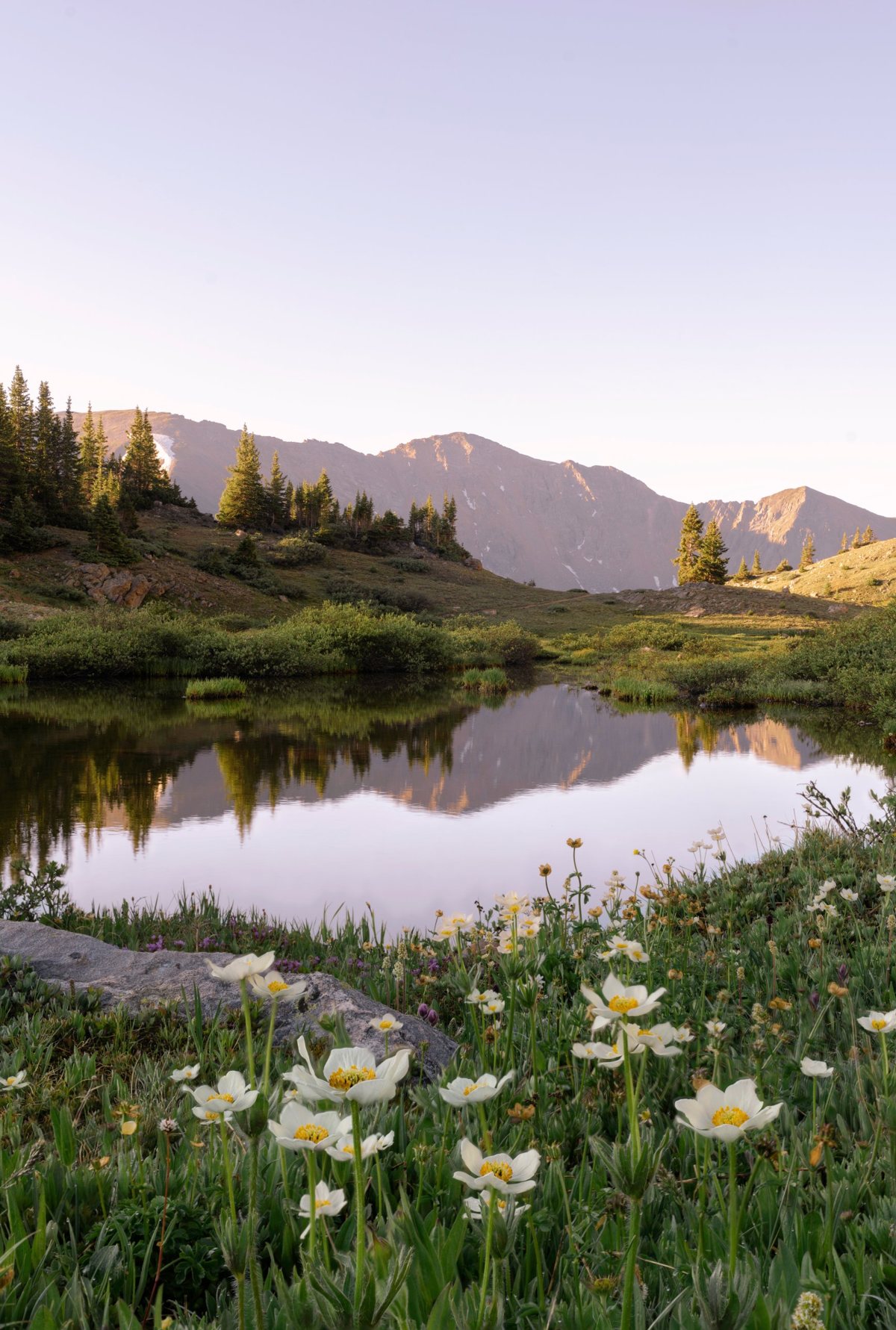 An alpine lake reflecting a mountain ridge at first light, white wildflowers in the foreground